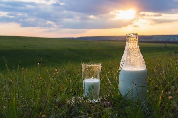 bottle-and-glass-with-milk-on-the-grass-against-a-backdrop-of-picturesque-green-meadows-with443265525797527549.jpg