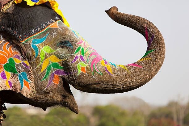 decorated-elephant1462954728854364957.jpg