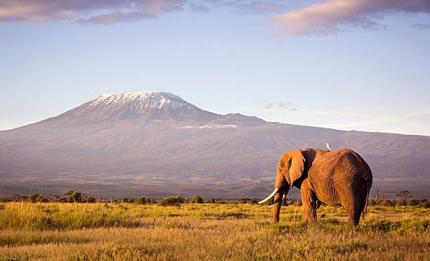 elephant-and-kilimanjaro1056570479228311226.jpg