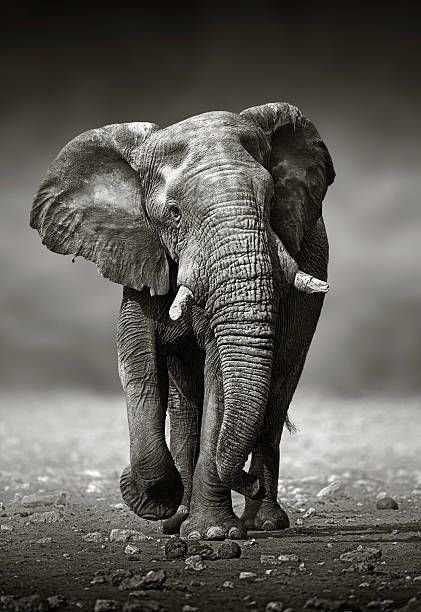 elephant-approach-from-the-front7839181874326286658.jpg