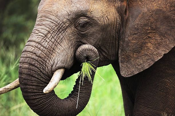 elephant-eating-close-up3812289603498445093.jpg