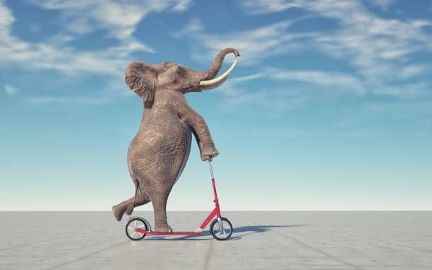 elephant-riding-a-scooter2513234005233165468.jpg