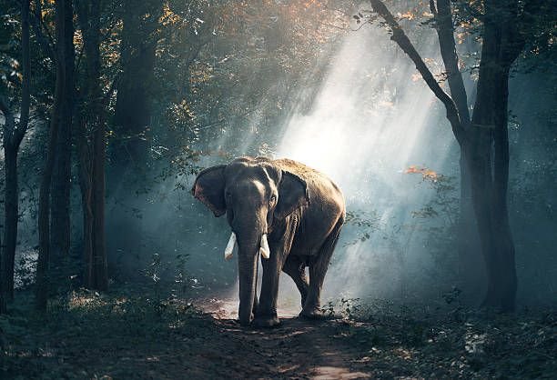 elephants-in-the-forest3141521980675486464.jpg
