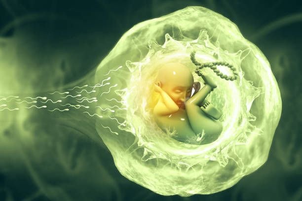 human-fetus-on-scientific-background-3d-illustration2605312500431052671.jpg