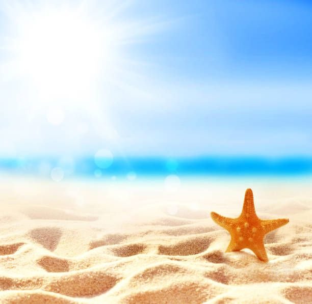 landscape-with-starfish-and-shell-on-tropical-beach-summer-concept2539345553631045746.jpg
