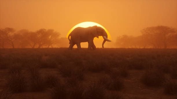 lonely-elephant-walking-at-sunset9208250706526830404.jpg