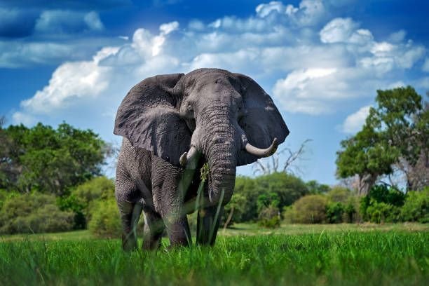 okavango-delta-wild-elephant-wildlife-scene-from-nature-elephant-in-habitat-moremi-botswana4570004095673893237.jpg