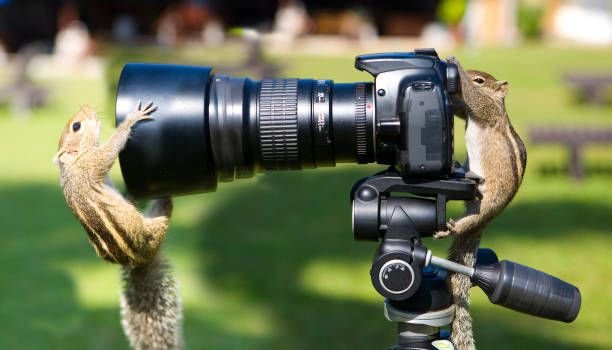 palm-squirrels-staged-a-photo-shoot4085858472086909984.jpg