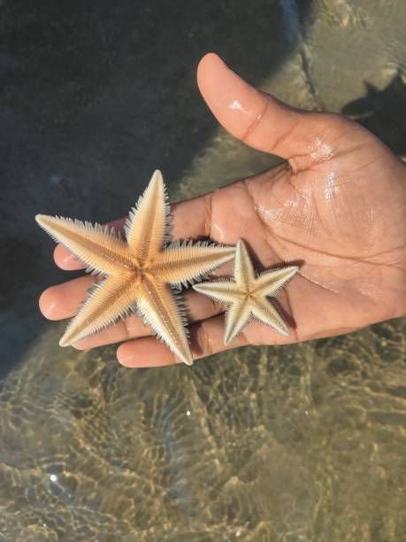 star-fish-beauty-of-cox-bazar-sea-beach-of-bangladesh804681266270202094.jpg