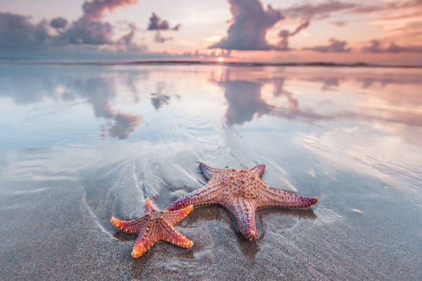 starfish-on-beach5860052816308725037.jpg