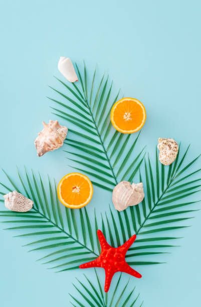 tropical-beach-concept-made-with-green-palm-leaves-red-starfish-orange-fruit-and-sea-shells4186277952536349385.jpg