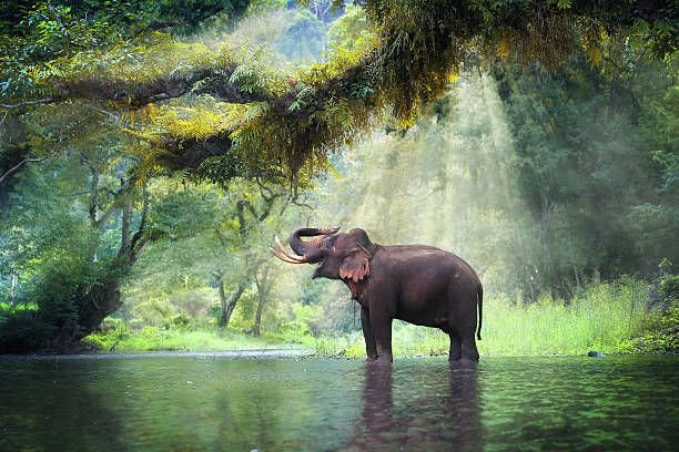 wild-elephant3590581851208131681.jpg