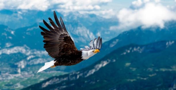 istockphoto-1330179038-612×6128541552865121353979.jpg