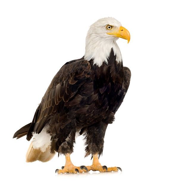 istockphoto-93212877-612×6126470183696092597729.jpg