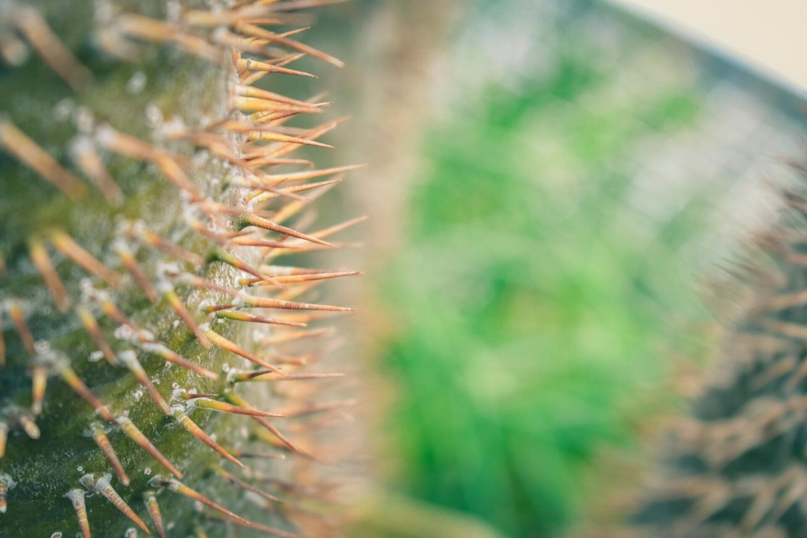 pexels-chris-f-38966-6664464