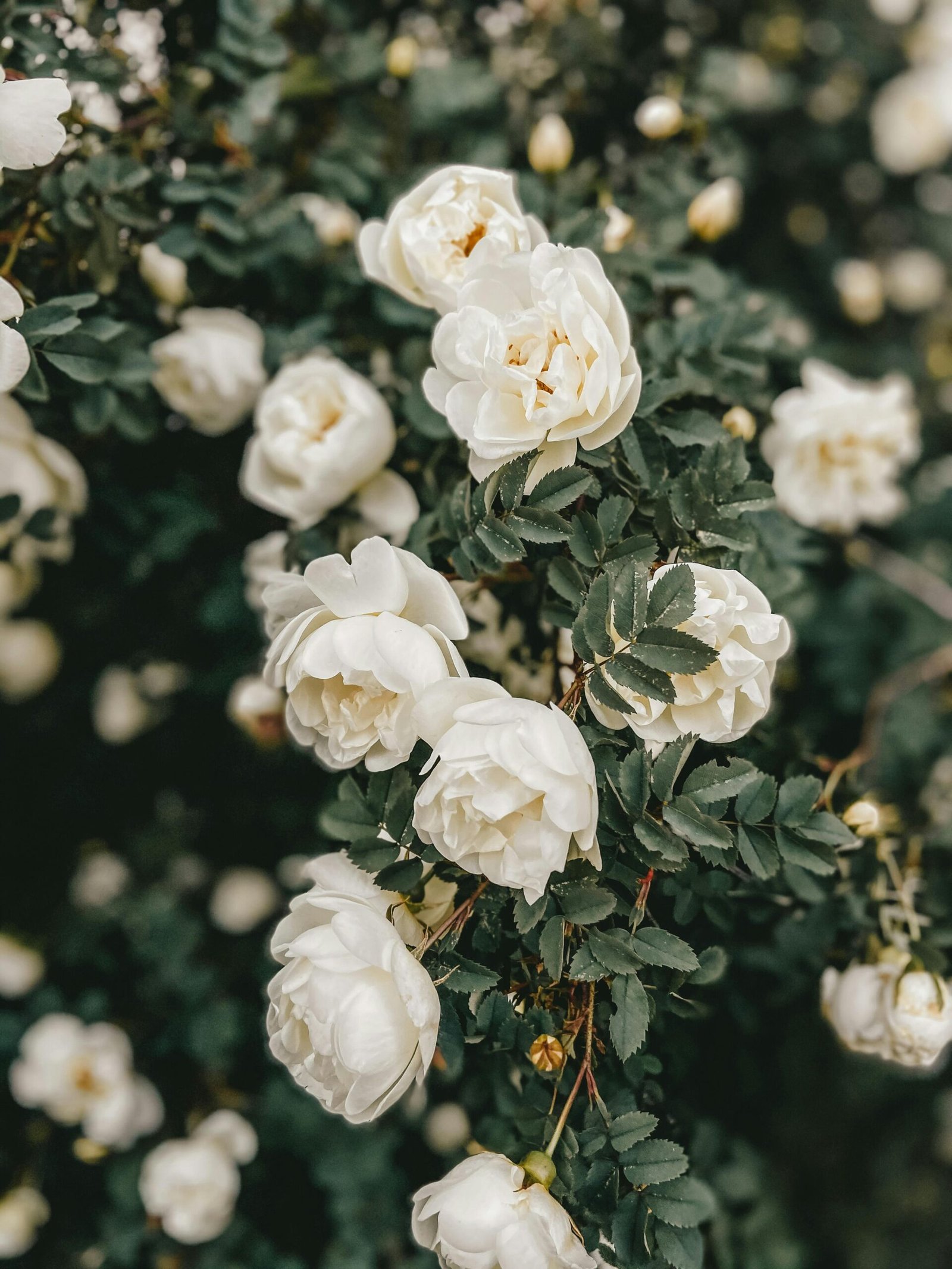 pexels-marta-dzedyshko-1042863-7175535