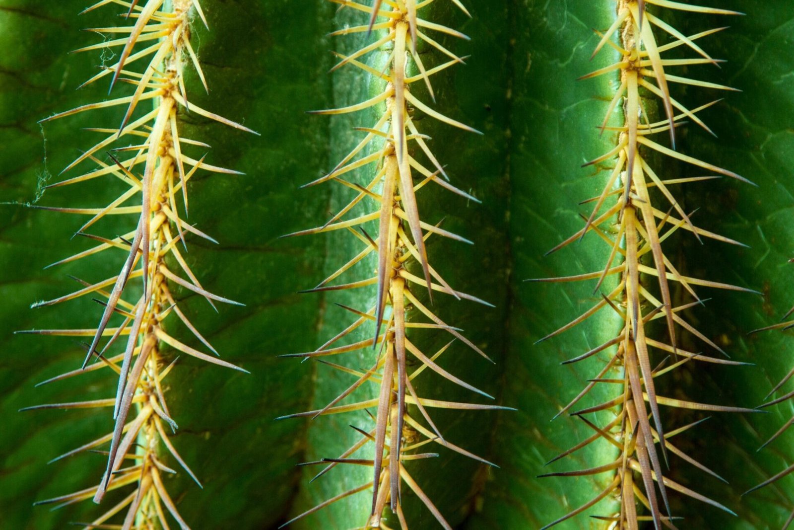 pexels-pixabay-53406