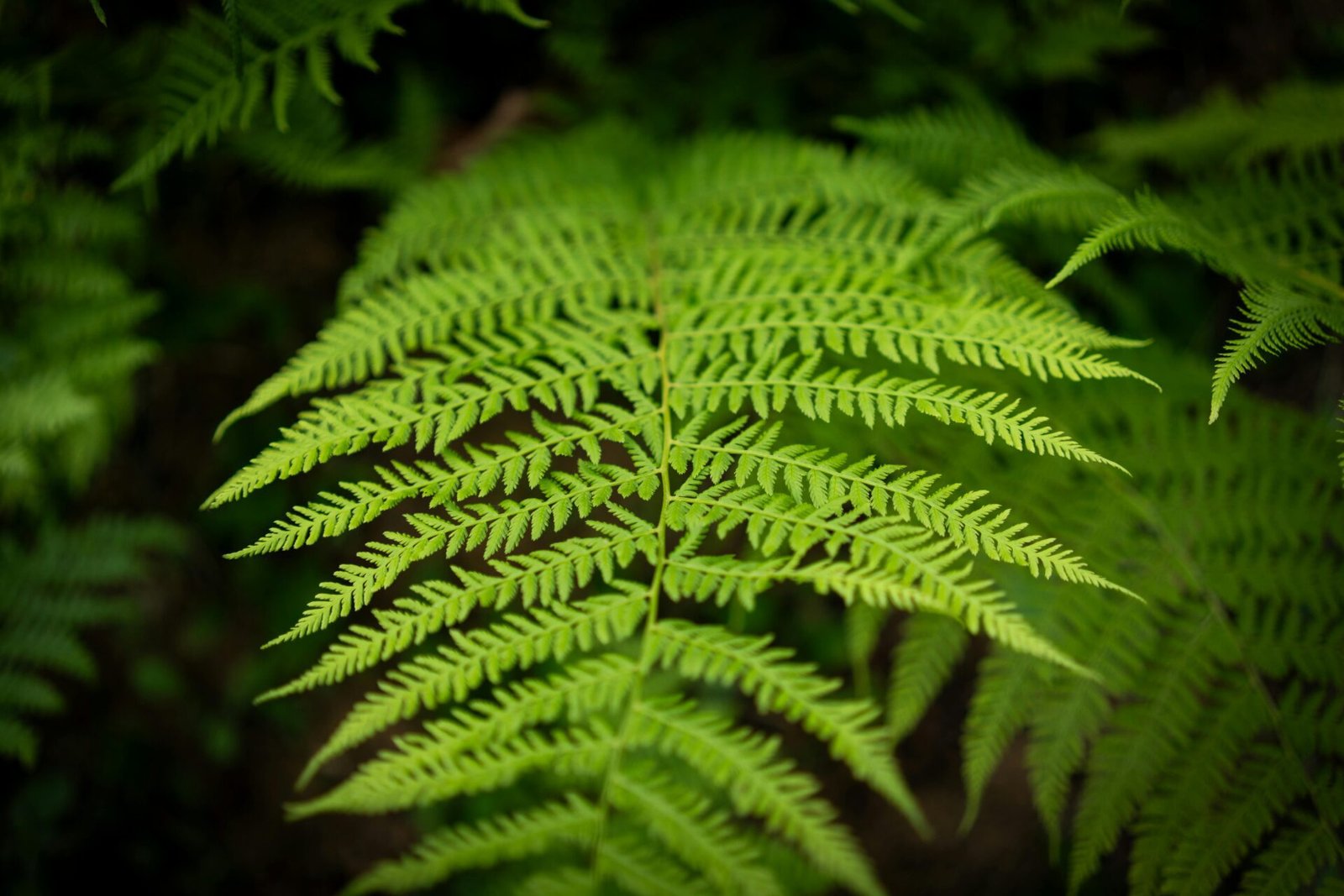 pexels-ze-k-258394460-18044154