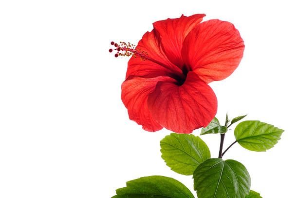istockphoto-138052325-612×6127829177789342856582.jpg