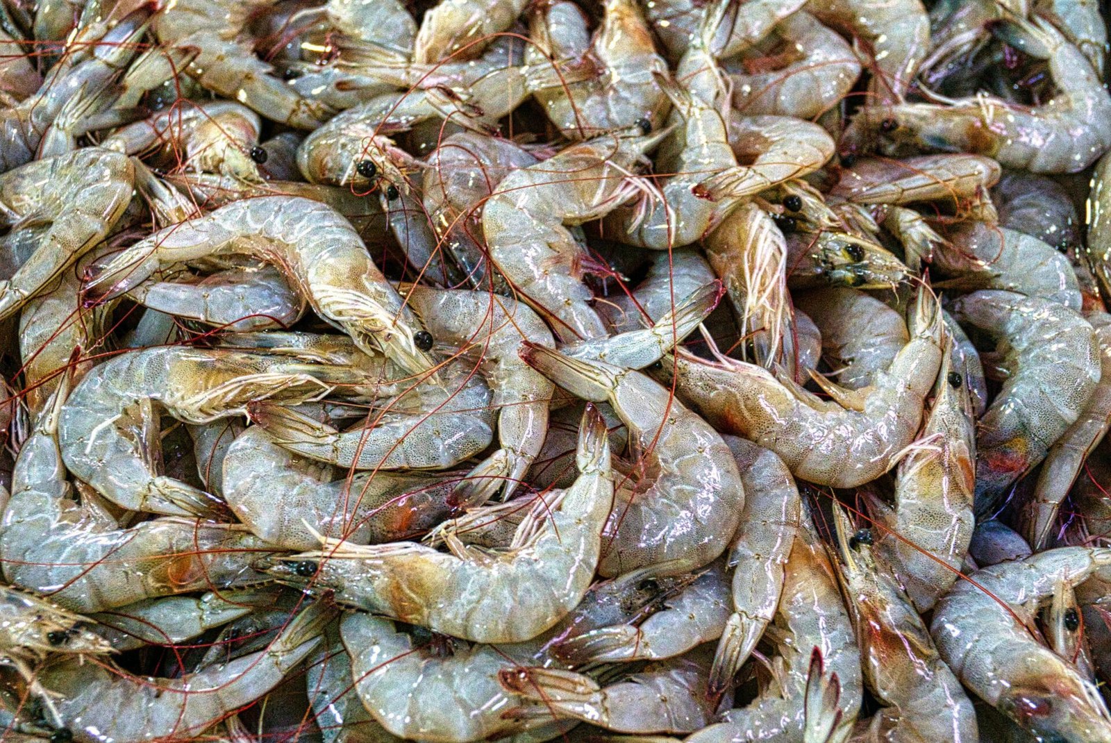 pexels-tomfisk-3680164.jpg