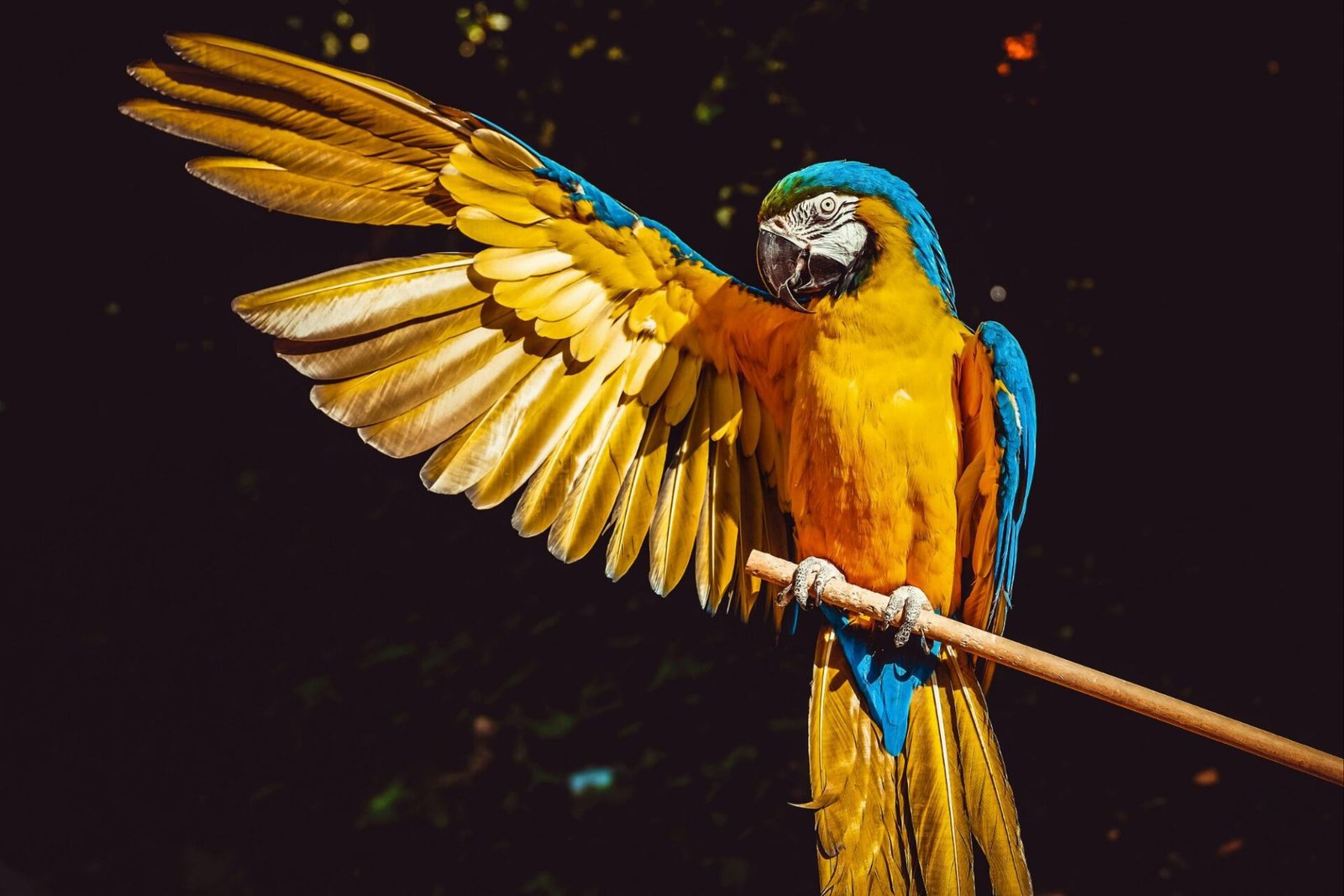 pexels-couleur-23179043465968419119238256.jpg
